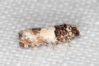Epinotia thapsiana