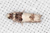Epinotia thapsiana