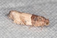 Gypsonoma aceriana