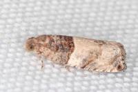 Gypsonoma aceriana