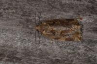 Archips xylosteana