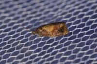 Ditula angustiorana