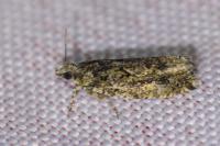 Zeiraphera isertana