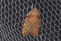 Carcina quercana