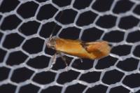 Batia lunaris
