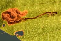 Stigmella hemargyrella