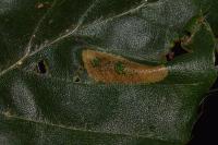 Phyllonorycter maestingella