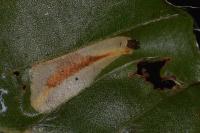 Phyllonorycter maestingella