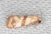 Phalonidia contractana