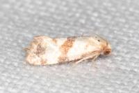 Phalonidia contractana