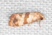 Phalonidia contractana
