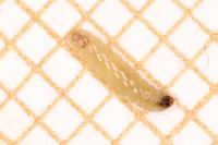Ectoedemia atricollis