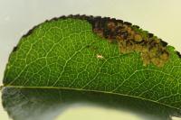 Ectoedemia atricollis