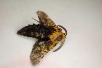 Stygia australis