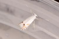 Leucoptera laburnella