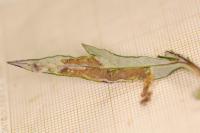 Leucospilapteryx omissella