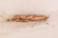 Phyllonorycter salictella