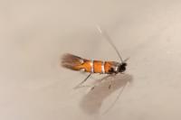 Phyllonorycter schreberella