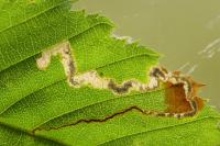 Stigmella