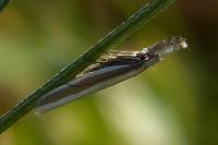 Pleurota aristella