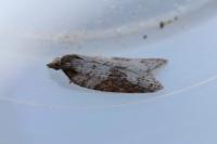 Acleris sparsana