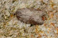 Acleris sparsana