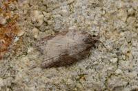 Acleris sparsana