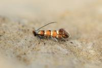 Phyllonorycter klemannella