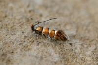 Phyllonorycter klemannella