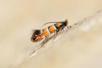 Phyllonorycter klemannella