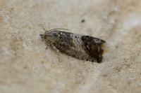 Cydia splendana