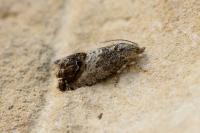 Cydia splendana