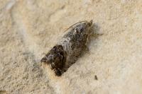 Cydia splendana