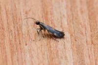 Euspilapteryx auroguttella