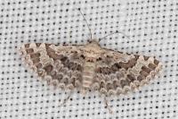 Alucita palodactyla