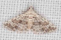 Alucita palodactyla