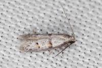 Symmocoides oxybiella