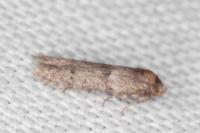 Blastobasis phycidella