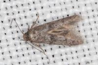 Blastobasis phycidella