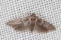 Blastobasis phycidella