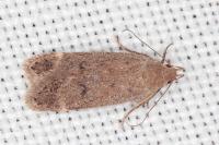 Anacampsis