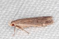 Anacampsis