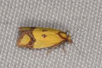 Agapeta zoegana