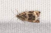 Celypha lacunana
