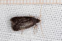 Homaloxestis briantiella