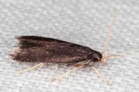 Homaloxestis briantiella