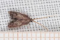Lecithocera nigrana