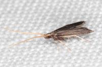 Lecithocera nigrana