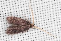 Lecithocera nigrana