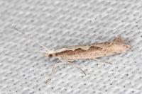 Plutella xylostella